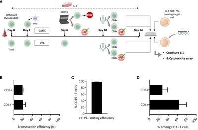Characterization of atypical T cells generated during ex vivo expansion process for T cell-based adoptive immunotherapy